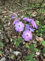 Phlox ovata