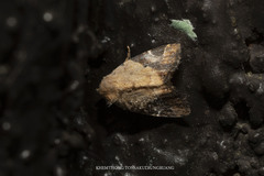 Pseudeustrotia semialba