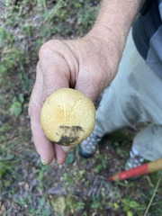 Suillus hirtellus