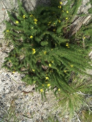 Hibbertia prostrata