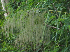 Thysanolaena