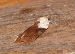 Acleris braunana