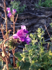 Phacelia minor
