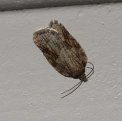 Acleris ptychogrammos