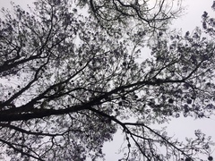 Jacaranda mimosifolia