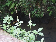 Coleus monostachyus