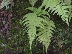 Phegopteridoideae