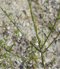 Aster hispidus leptocladus