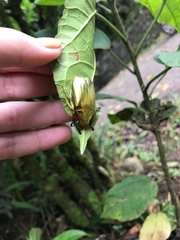 Chrysina chrysargyrea