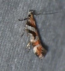 Aristotelia devexella