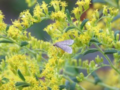 Herpetogramma fluctuosalis