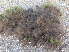 Lepidospartum squamatum