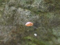 Elaphroconcha