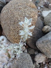 Lepidospartum squamatum