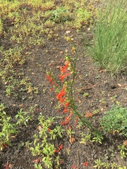 Ipomopsis aggregata formosissima