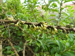 Cestrum mutisii