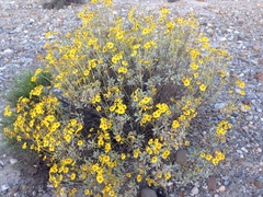 Encelia farinosa