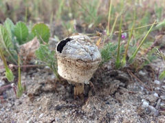 Agaricus zelleri