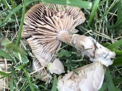 Marasmius oreades