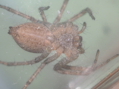 Dendrolycosa