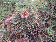 Mammillaria gigantea