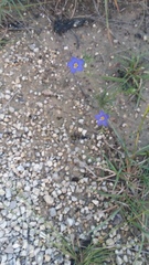 Giliastrum rigidulum