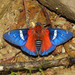 Pyrginae - Photo (c) Lepidoptera Colombiana, alguns direitos reservados (CC BY-NC), uploaded by Lepidoptera Colombiana
