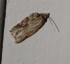 Acleris ptychogrammos
