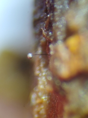 Macbrideola argentea