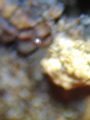 Macbrideola argentea