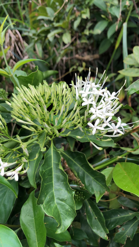 Image of Pavetta hongkongensis by (c) smriti, some rights reserved (CC BY)