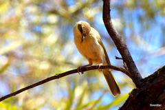 Ptilotula plumula