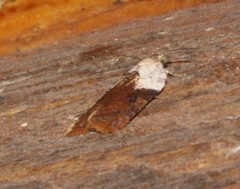 Acleris braunana