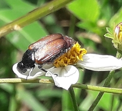 Strigoderma sulcipennis