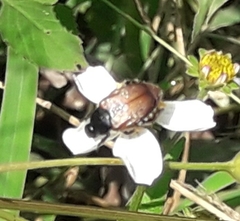 Strigoderma sulcipennis