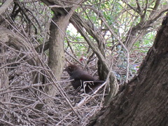 Dasyornis broadbenti