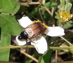 Strigoderma sulcipennis