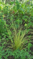 Carex rosea