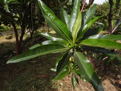 Escallonia pendula