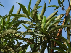 Escallonia pendula