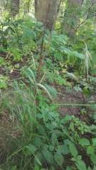 Elymus villosus