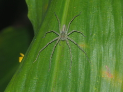 Heteropoda ocyalina