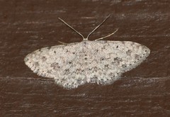 Scopula plantagenaria