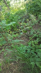 Elymus villosus