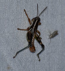 Phaedrotettix palmeri