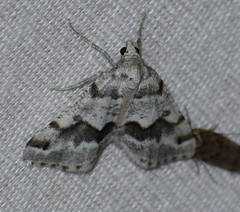 Macaria pallipennata