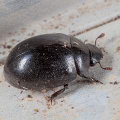 Nosodendron unicolor