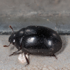 Nosodendron unicolor