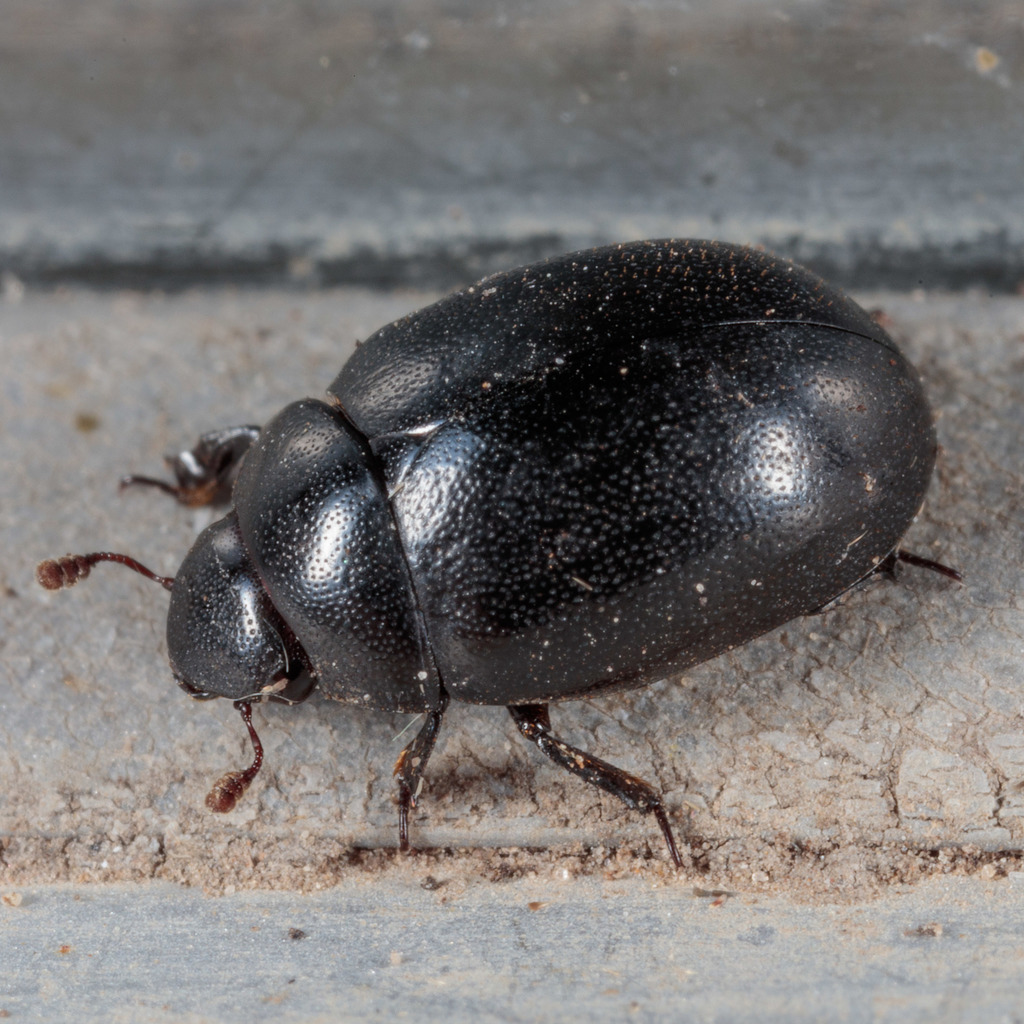 Slime flux beetle
