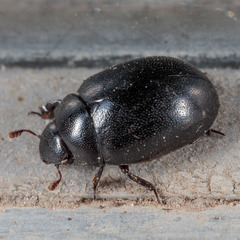 Nosodendron unicolor